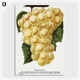 2-6_Botanical-Specimen-Plates_picture-crop