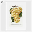 2-6_Botanical-Specimen-Plates_picture
