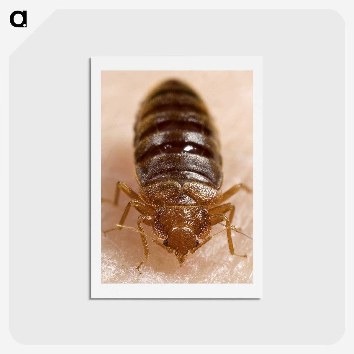 2-6_COVID-19_hagaki
