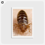 2-6_COVID-19_hagaki