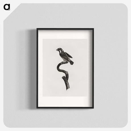 2-6_Des-Oiseaux-de-Paradis_blk