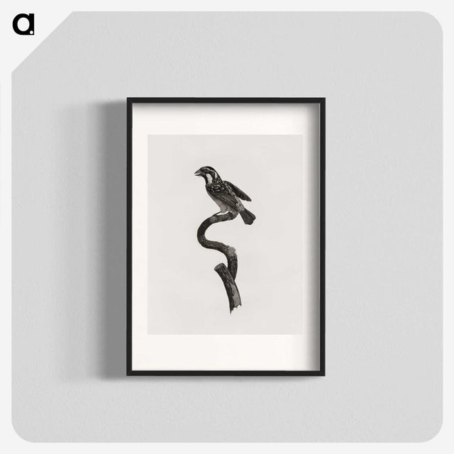 2-6_Des-Oiseaux-de-Paradis_blk