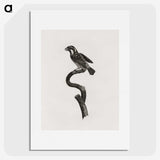 2-6_Des-Oiseaux-de-Paradis_picture