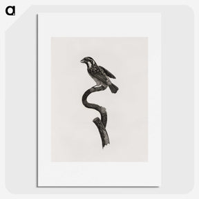 2-6_Des-Oiseaux-de-Paradis_picture