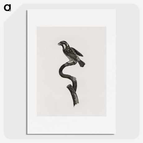2-6_Des-Oiseaux-de-Paradis_picture