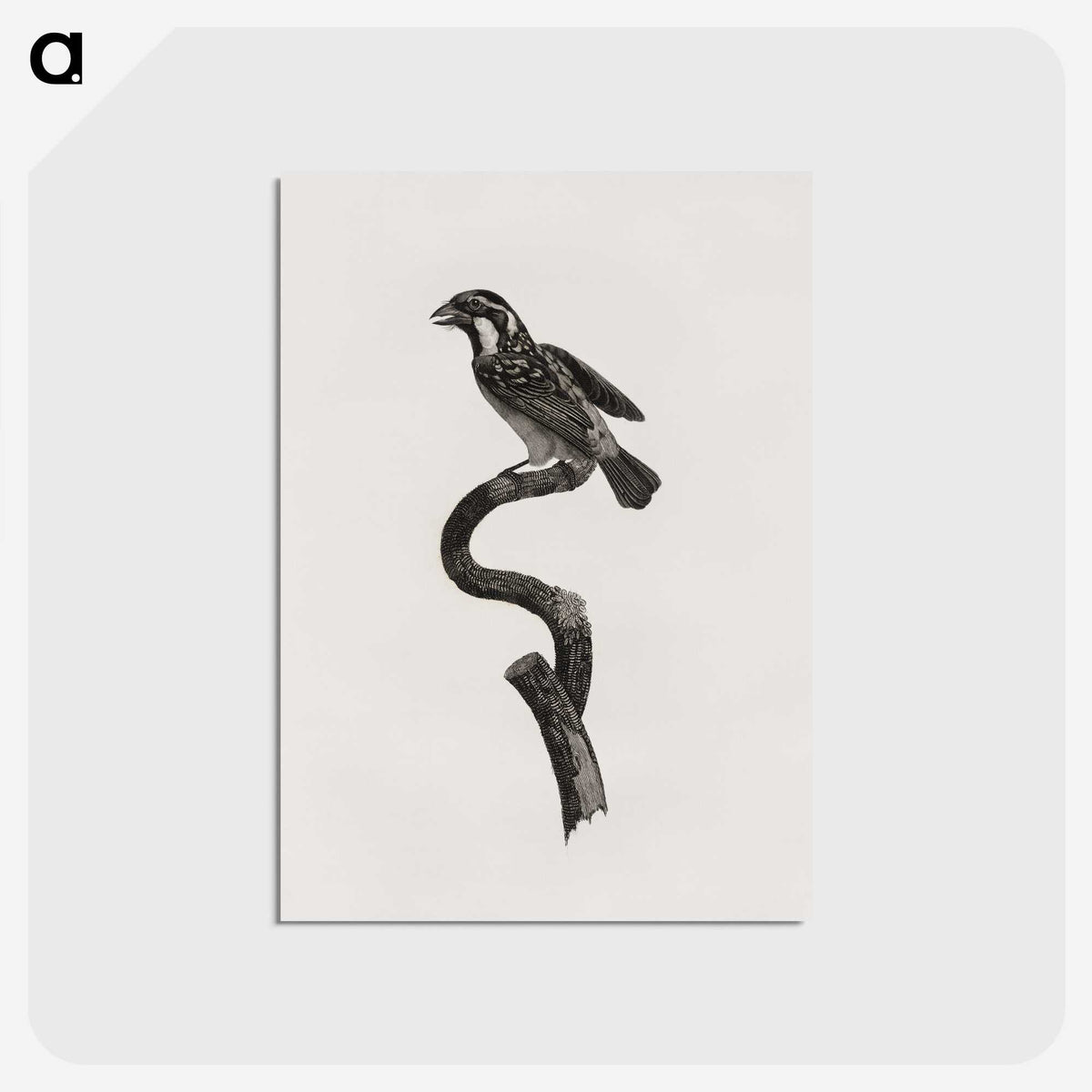 2-6_Des-Oiseaux-de-Paradis_postcard