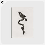 2-6_Des-Oiseaux-de-Paradis_postcard