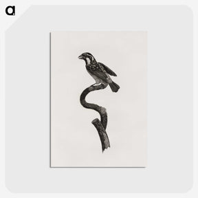 2-6_Des-Oiseaux-de-Paradis_postcard