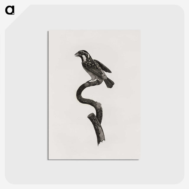 2-6_Des-Oiseaux-de-Paradis_postcard