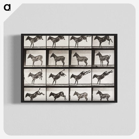 2-6_Eadweard-Muybridge_blk-crop