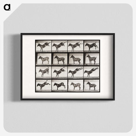 2-6_Eadweard-Muybridge_blk