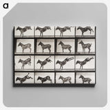 2-6_Eadweard-Muybridge_canvas