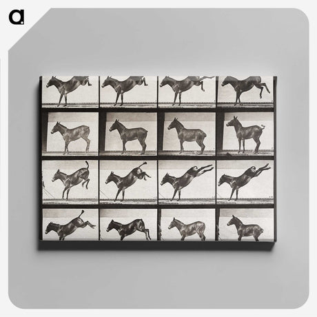 2-6_Eadweard-Muybridge_canvas