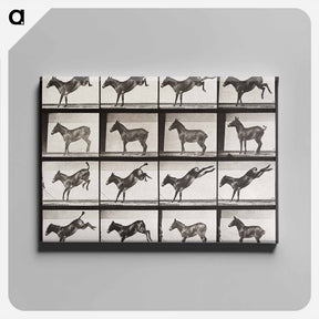 アートパネル-Ruth, the Mule, Kicking
 - エドワード マイブリッジ Canvas.