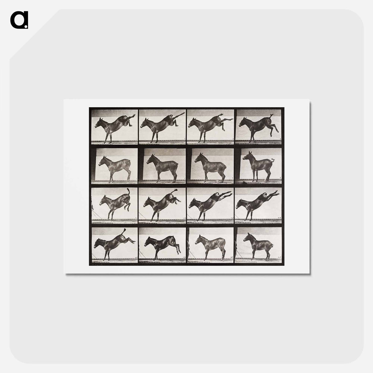 アートポストカード-Ruth, the Mule, Kicking
 - エドワード マイブリッジ Postcard.
