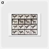アートポストカード-Ruth, the Mule, Kicking
 - エドワード マイブリッジ Postcard.