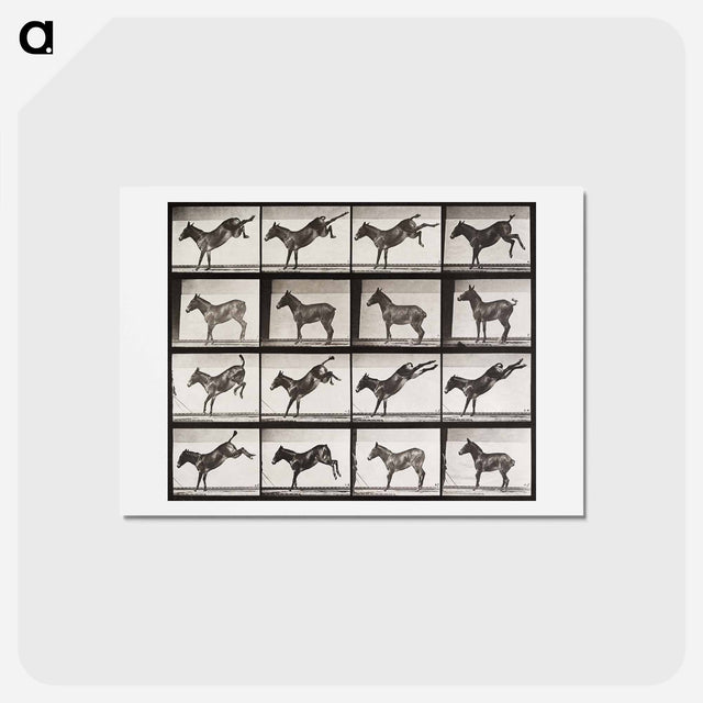 アートポストカード-Ruth, the Mule, Kicking
 - エドワード マイブリッジ Postcard.