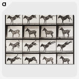 2-6_Eadweard-Muybridge_picture-crop