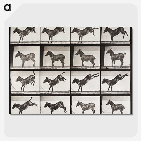 2-6_Eadweard-Muybridge_picture-crop