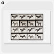 2-6_Eadweard-Muybridge_picture