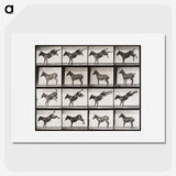 2-6_Eadweard-Muybridge_picture