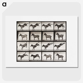 2-6_Eadweard-Muybridge_picture