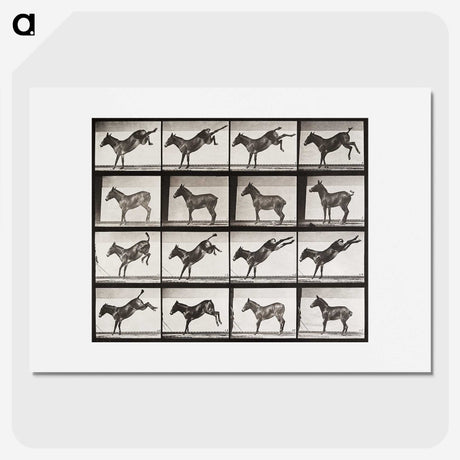 2-6_Eadweard-Muybridge_picture