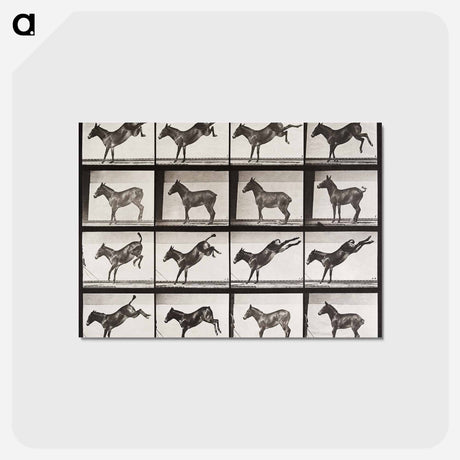 アートポストカード-Ruth, the Mule, Kicking
 - エドワード マイブリッジ Postcard.
