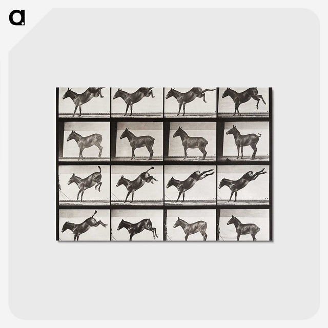 2-6_Eadweard-Muybridge_postcard