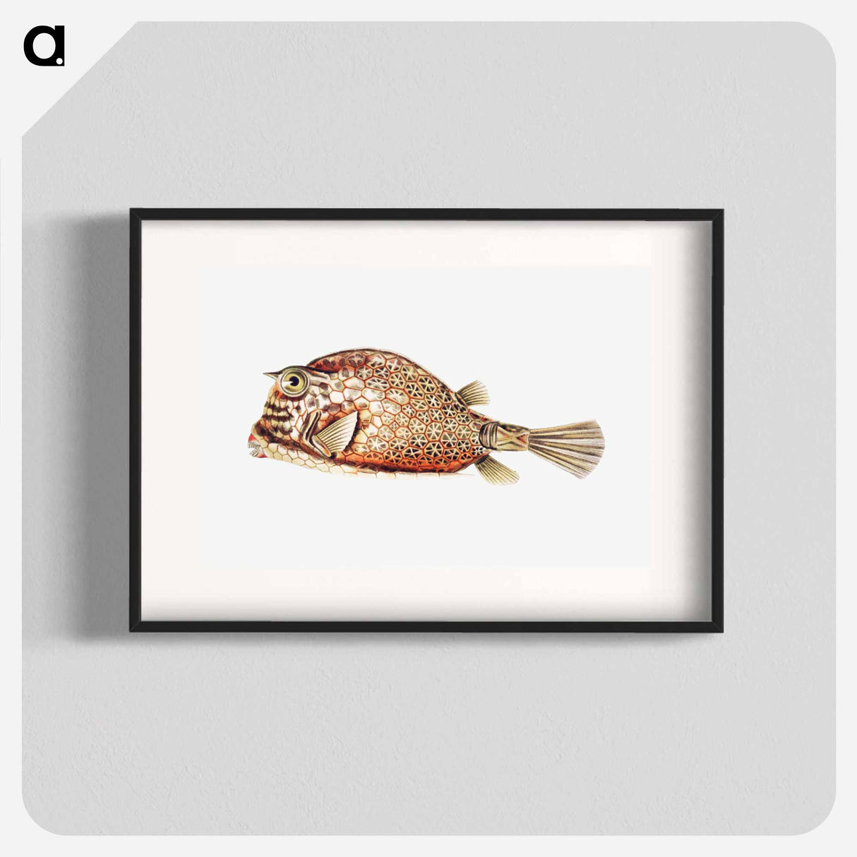 Vintage fish illustration on white background - エルンスト ヘッケル Poster.