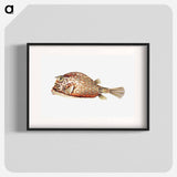 Vintage fish illustration on white background - エルンスト ヘッケル Poster.