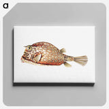 Vintage fish illustration on white background - エルンスト ヘッケル Canvas.