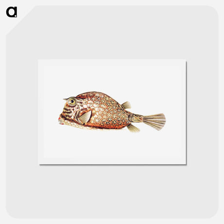 アートポストカード-Vintage fish illustration on white background - エルンスト ヘッケル Postcard.