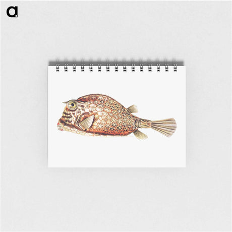 アートメモ帳-Vintage fish illustration on white background - エルンスト ヘッケル Memo.