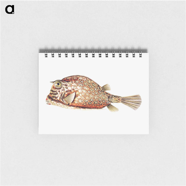 アートメモ帳-Vintage fish illustration on white background - エルンスト ヘッケル Memo.