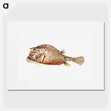 Vintage fish illustration on white background - エルンスト ヘッケル Poster.