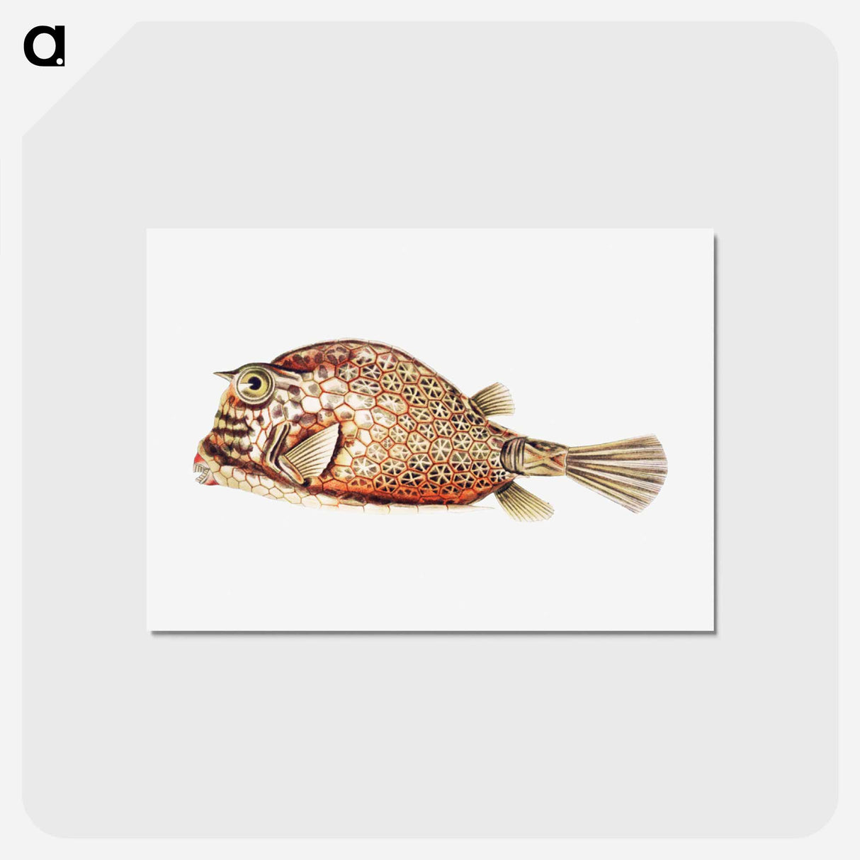 アートポストカード-Vintage fish illustration on white background - エルンスト ヘッケル Postcard.