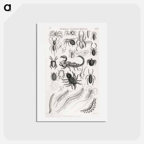 アートポストカード-Arachnides, Myriapoda
 - ゴールドスミスの生き生きとした自然 Postcard.