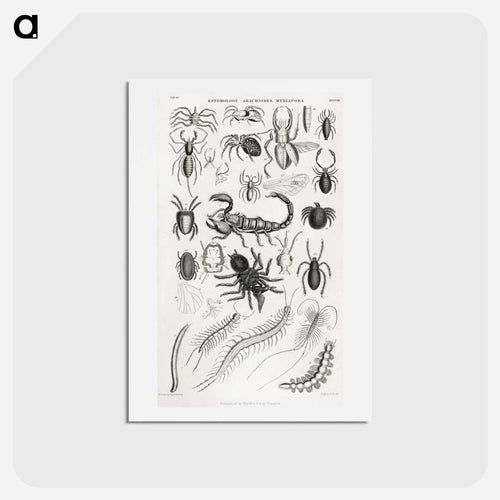 Arachnides, Myriapoda
 - ゴールドスミスの生き生きとした自然 Postcard.