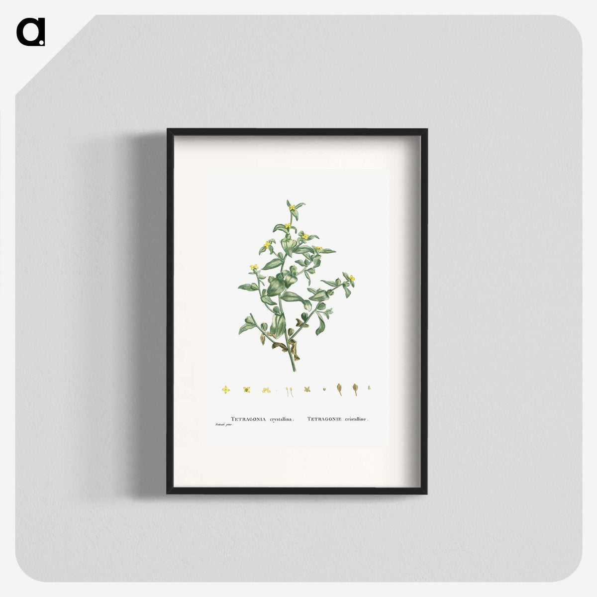 2-6_Histoire-des-Plantes-Grasses_blk