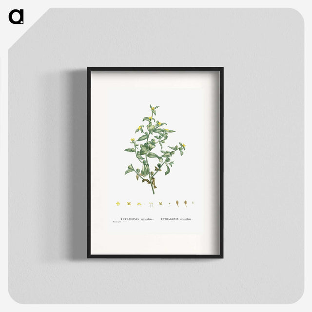 2-6_Histoire-des-Plantes-Grasses_blk