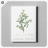 2-6_Histoire-des-Plantes-Grasses_canvas