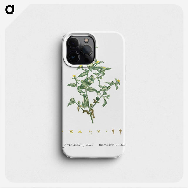 2-6_Histoire-des-Plantes-Grasses_phone