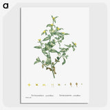 2-6_Histoire-des-Plantes-Grasses_picture-crop
