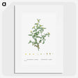 2-6_Histoire-des-Plantes-Grasses_picture
