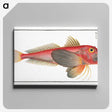 2-6_Ichtyologie-ou-Histoire-naturelle_canvas