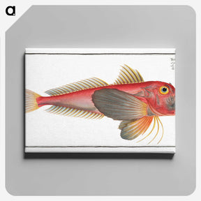 2-6_Ichtyologie-ou-Histoire-naturelle_canvas