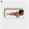 2-6_Ichtyologie-ou-Histoire-naturelle_phone