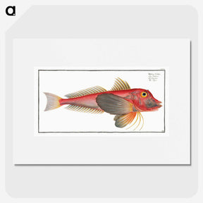 2-6_Ichtyologie-ou-Histoire-naturelle_picture