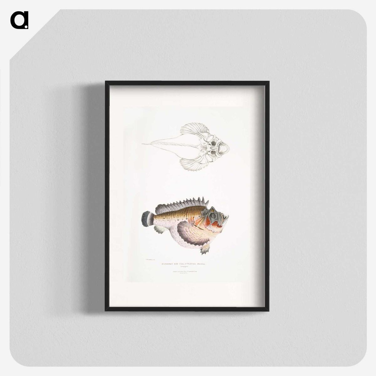 2-6_Indian-Zoology_blk